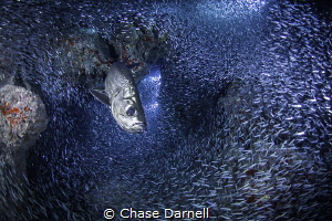 "Got Silversides?"
A Tarpon completely surrounded by his... by Chase Darnell 